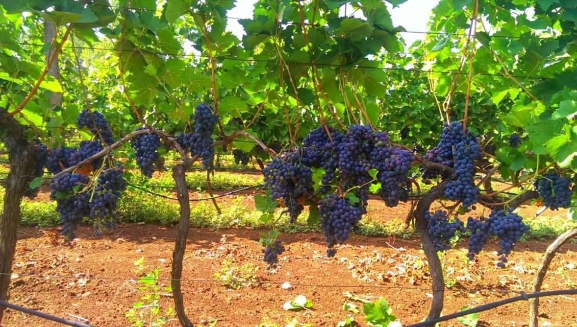 Appartamento Blue & Mošćenička Draga